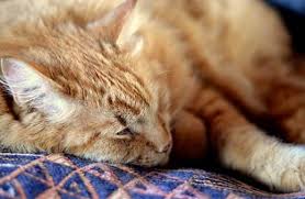 The cat may be old and creaky, but how certain are you that s/he is suffering, that to the cat, life is no longer worth living? Putting A Dog Or Cat Down When Is The Right Time Hill S Pet