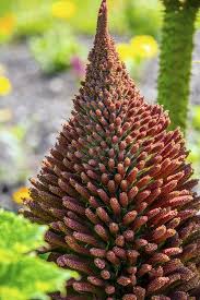 Image result for Haloragaceae