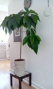 Mein Selbst Gezogener Avocadobaum Avocado Baum Avocadobaum Balkon Pflanzen