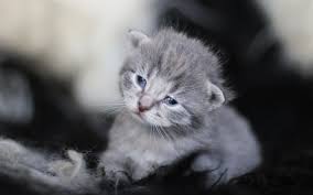 Download Wallpapers Small Gray Kitten Cute Animals Gray Cat Cat Breeds British Cat Pets Besthqwallpapers Com Cok Sirin Hayvanlar Yavru Kediler Evcil Hayvanlar