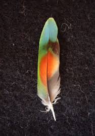Bird Without Tail Feathers Lovebird Feather Lovebirds I Discovered The Joys Of Hoarding Their Tail Feathers Each Feather Photography Feather Art Feather Painting