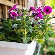 voeg wat kleur toe aan je balkon of tuin bloeiende planten planten tuin