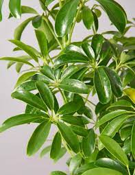 Schefflera Schefflera Plants Winter Plants