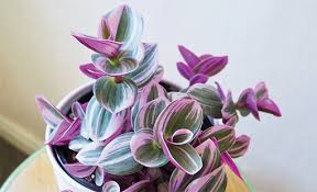 Image result for Tradescantia