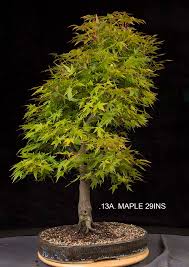 Check spelling or type a new query. 13a Coral Bark Maple Bonsai Eejit