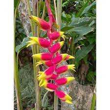 Daftar nama bunga, gambar bunga cantik, indah, unik, dan langka, lengkap dengan penjelasannya. Bunga Pisang Pisang Pisangan Heliconia Minim Order 4 Pohon Shopee Indonesia