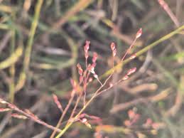 Image result for Panicum subalbidum