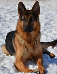 Black And Red German Shepherd Puppies Black And Red German Shepherd Red German Shepherd German Shepherd Dogs Black German Shepherd