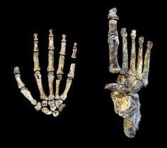 Erectus than to australopithecines, such as lucy. 170 Human Evolution Ideas Human Evolution Human Evolution