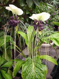 Tacca Integrifolia Botany Photo Of The Day Flores Estranhas Planta Morcego Plantas Incomuns