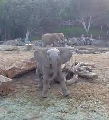 Video Zuli Is Loaded With Personality San Diego Zoo Safari Park On Instagram Zuli Is A Fierce Warri San Diego Zoo Safari Park San Diego Zoo Safari Park