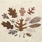 Tree ID For Beginners — Native Nurseries event image
