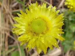 Image result for Helichrysum aureum