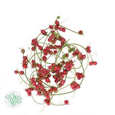 Image result for Diplocyclos