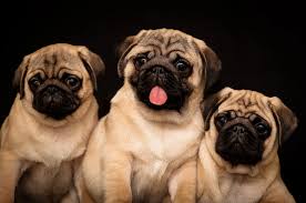 Image result for pug