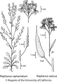Image result for Raphanus