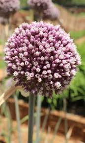 We did not find results for: A Shout Out For Alliums