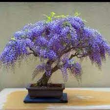 Wisteria Bonsai Bonsai Seeds Wisteria Bonsai Wisteria Tree