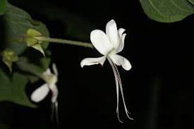 Image result for Clerodendrum rotundifolium