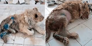 Cruel Captors In Russia Broke Lion Cub S Legs So It Could Not Escape Tourists Clicking Pictures With It Totally Vegan Buzz