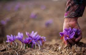 Saffron Harvest Begins In Indian Kashmir Saffron Plant Saffron Tea Saffron Flower