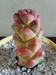 Image result for Monadenium hirsutum