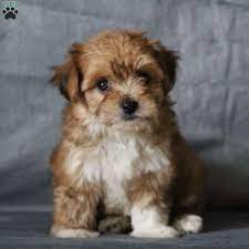 Visit www.lancasterpuppies.com for more informationmusic. Yorkie Chon Puppies For Sale Greenfield Puppies