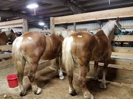 Rustic board & batten siding—very attractive & durable. Central Wisconsin Horse Sale Travel Wisconsin