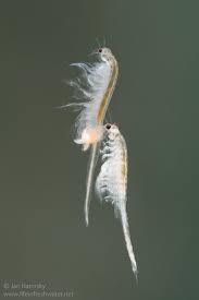 Brine Shrimps Or Monkey Shrimps Artemia Salina Mating Sea Monkeys Brine Shrimp Betta Fish