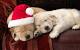 Christmas Animal Wallpaper