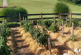 In fact, even the initial work that you put into the building of the raised beds will pay for itself in a long run. How To Create A Simple Weed Free Low Maintenance Vegetable Garden