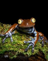 Image result for Hyloscirtus criptico