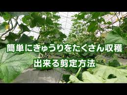 きゅうりのたくさん収穫できる中期剪定方法20 6 21 1004 youtube 剪定 植物栽培 収穫