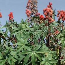 Image result for Ricinus