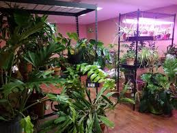 Basement growing can have its rewards. How To Move Plants To A New Home Chicago Botanic Garden