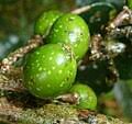 Image result for Xymalos monospora