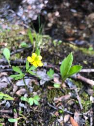 Image result for Pycreus permutatus