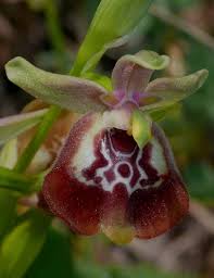 Image result for Oxyrhachis