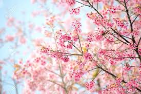 Gambar bunga matahari (sun flower) 21. Gambar Bunga Sakura Harian Nusantara