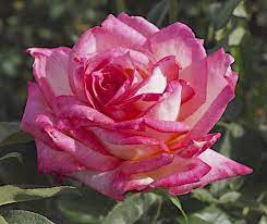 We did not find results for: Kordes Perfecta Hybrid Tea Rose