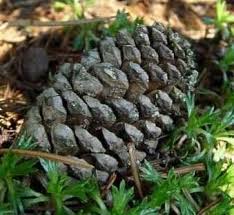 Image result for Pearsonia aristata