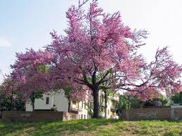 Rosa und rote kamelie unter den grünen blättern des busches. Blutenbaume