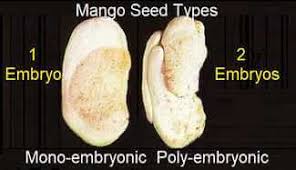 Water regularly and fertilize with organic compounds. Polyembryonic Mango Seeds Mango Seeds That Grow Fruits In 2 To 4 Years