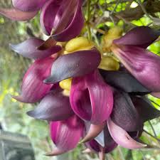 Image result for Mucuna stans