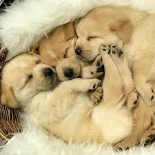Williamson County Ac On Instagram Puppy Alert We Have 8 Floofy 10 Week Old Lab Great Pyr Mixes Some Are Blonde Some Are Dark In 2020 Puppies Dog Lovers Love Pet