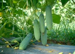 Image result for Cucumis sativus