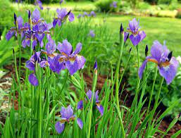 When Growing Siberian Iris Gardens Will Burst With Early Season Color And Intricate Frilly Flowers Use Growing Irises Long Blooming Perennials Iris Flowers