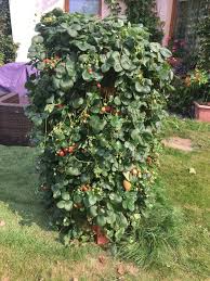 Image result for květopas jahodníkový