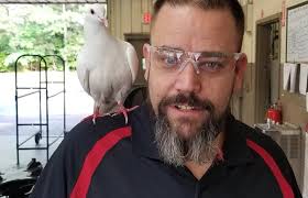 Domestic pigeon found in Mount Martha