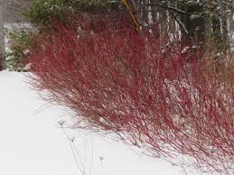 Over time, the stems become a bright red and by wintertime, the plant provides wonderful contrast against a bare or snowy backdrop. Red Twig Dogwood Fernwood Nursery Gardens
